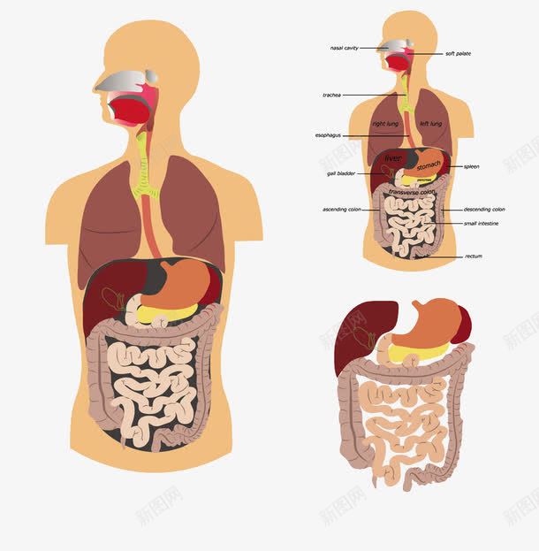 人体肠道png免抠素材_新图网 https://ixintu.com 人体 医疗图 手绘 肠道
