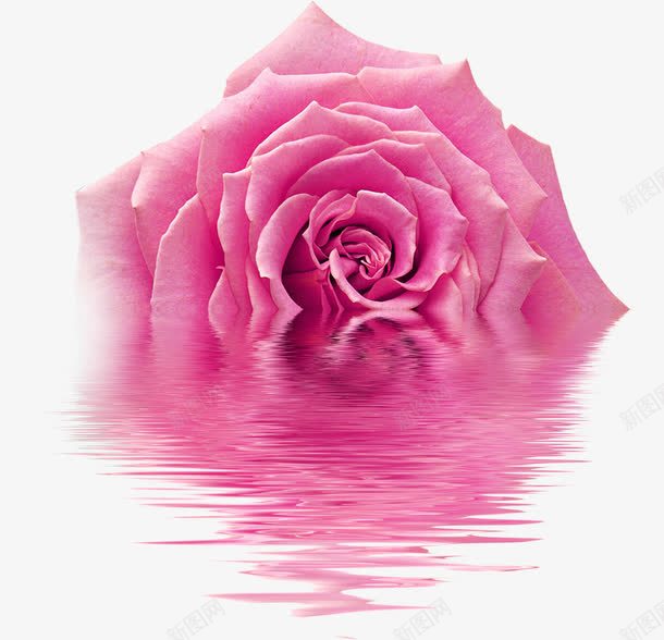 粉色玫瑰花壁纸png免抠素材_新图网 https://ixintu.com 壁纸 玫瑰花 粉色