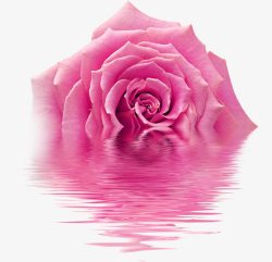 粉色玫瑰花壁纸素材