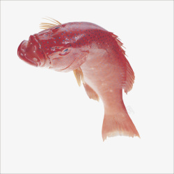 小红鱼红鱼高清图片