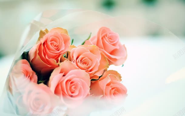 一束玫瑰花粉色玫瑰jpg设计背景_新图网 https://ixintu.com 玫瑰 玫瑰花 粉色