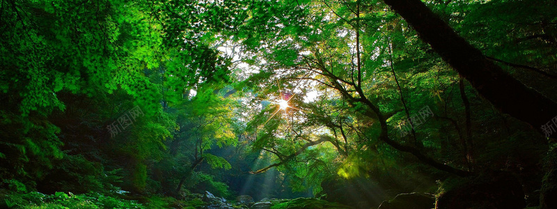 森林jpg_新图网 https://ixintu.com 公园主题 唯美 工艺 摄影 森林 海报banner 绿树 背景图 阳光 风景