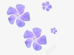 花青色青蓝的色花朵高清图片