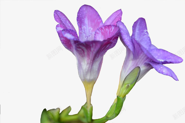 两朵苍兰相依偎png免抠素材_新图网 https://ixintu.com 小苍兰 植物 素材 紫色 花朵