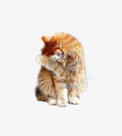 猫抠图透明背景菊猫高清图片