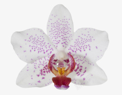 一朵兰花白色有观赏性紫色斑点的一朵大花高清图片