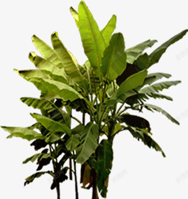 创意绿色植物芭蕉树png免抠素材_新图网 https://ixintu.com 创意 绿色植物 芭蕉