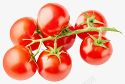 藤上的番茄素材