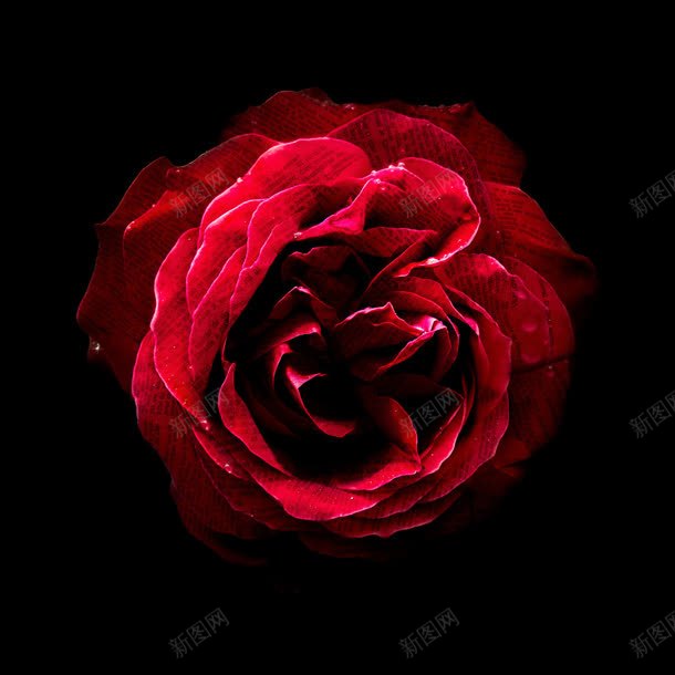 黑色背景大红色花朵jpg设计背景_新图网 https://ixintu.com 红色 背景 花朵 黑色