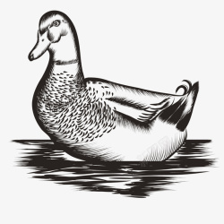 写实素描水鸭子矢量图高清图片