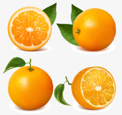 写实橘子矢量图素材
