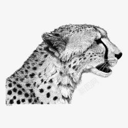 美洲豹花纹豹子高清图片