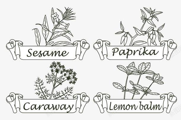 植物简图png免抠素材_新图网 https://ixintu.com 香草香料手绘简笔植物餐饮美食