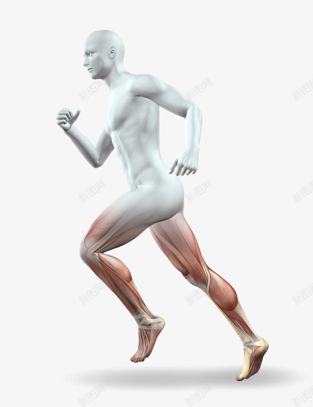 人类的身体腿png免抠素材_新图网 https://ixintu.com 人类 腿 跑步 身体
