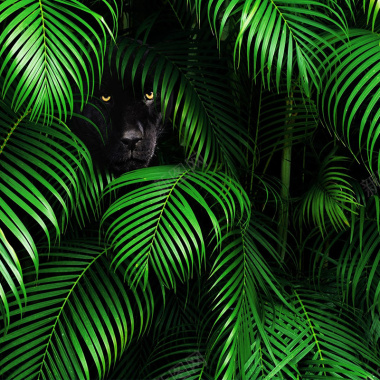热带树木豹子小清新背景摄影图片