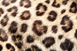 动物斑驳豹子斑驳底纹高清图片