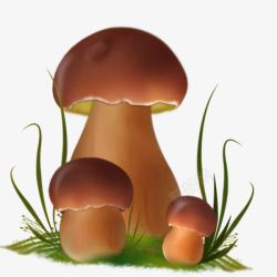 网页蘑菇背景植物蘑菇高清图片