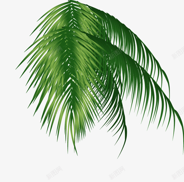 绿色椰子树psd免抠素材_新图网 https://ixintu.com PNG素材 免费素材 叶子椰子树 绿色