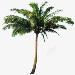 椰子树2素材