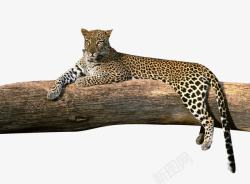 斑点豹休息的猎豹高清图片