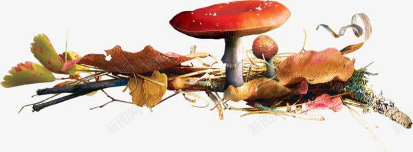 树叶堆里的蘑菇png免抠素材_新图网 https://ixintu.com 红色蘑菇 菌菇 蘑菇 蘑菇免抠图片