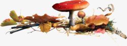 树叶堆里的蘑菇素材