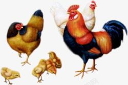 小鸡吃米手绘公鸡小鸡吃米高清图片