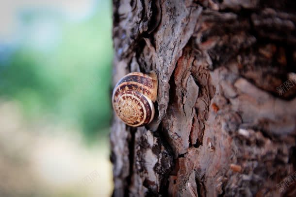 树干上的蜗牛自然环境jpg设计背景_新图网 https://ixintu.com 树干 自然环境 蜗牛
