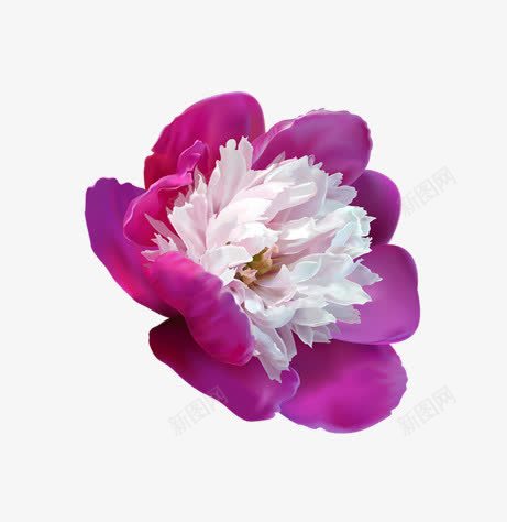 紫色的花png免抠素材_新图网 https://ixintu.com 粉色 紫色 花 花朵