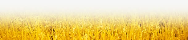 金色水稻场景装饰png免抠素材_新图网 https://ixintu.com 场景 水稻 素材 装饰 金色