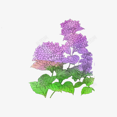 紫色绣球花家园png免抠素材_新图网 https://ixintu.com 卡通 叶子 手绘 素材家园 紫色 绣球花
