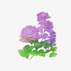 紫色绣球花家园素材