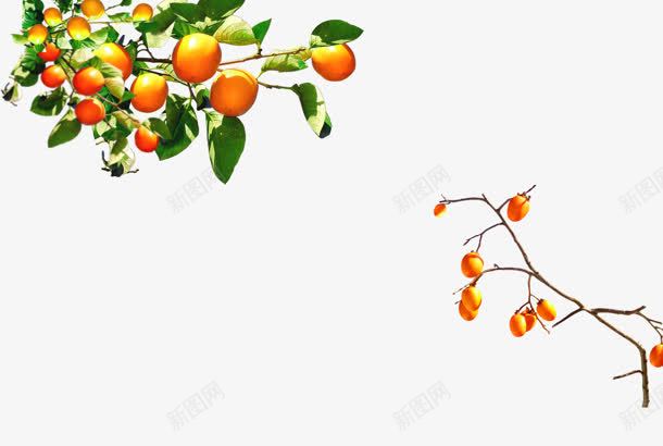 橘子树果实植物手绘png免抠素材_新图网 https://ixintu.com 果实 植物 橘子