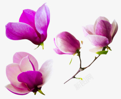 分支下载紫色带香味分开平铺的玉兰花瓣实高清图片