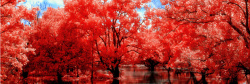 生日快乐摄影图红色枫叶风景高清图片