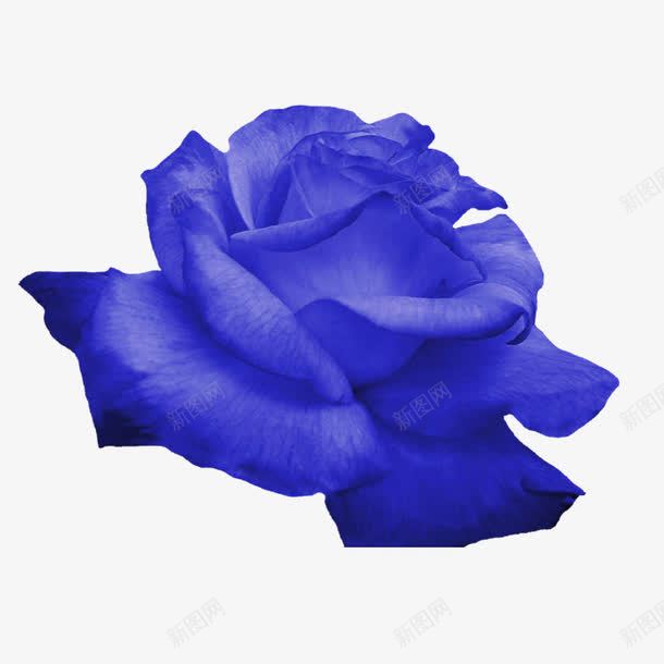 蓝色花朵png免抠素材_新图网 https://ixintu.com 玫瑰花 蓝玫瑰 蓝玫瑰花瓣 蓝色花朵