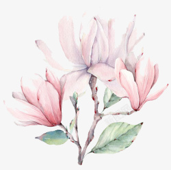 粉色玉兰花手绘粉色的玉兰花高清图片