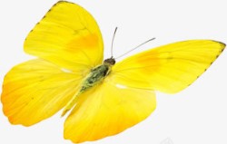 黄色手绘蝴蝶平面素材