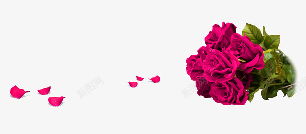 紫色玫瑰花束花瓣装饰图案png免抠素材_新图网 https://ixintu.com 免抠PNG 玫瑰花束 紫色 花瓣 装饰图案