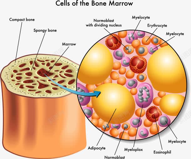 人体骨骼细胞分析示意图png免抠素材_新图网 https://ixintu.com 人体骨骼 医学研究 细胞 装饰