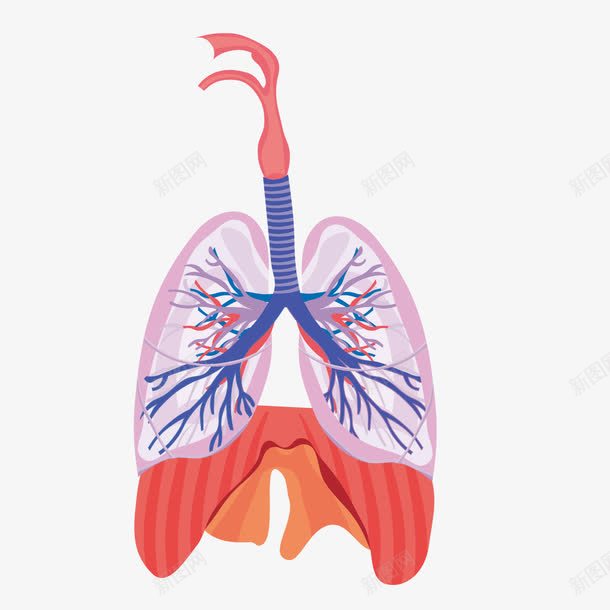 心肺功能png免抠素材_新图网 https://ixintu.com 人体 器官 心肺功能 气管 血管