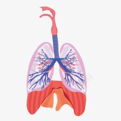 心肺器官图片心肺功能高清图片