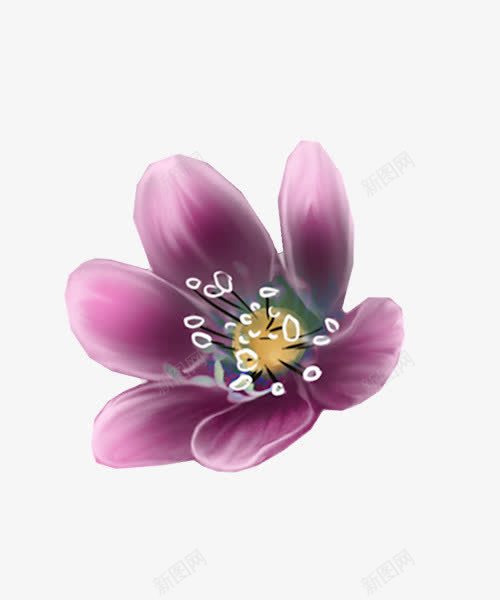 紫色玉兰花png免抠素材_新图网 https://ixintu.com 玉兰 紫色 花朵 花瓣 鲜花