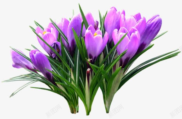 一束紫色花朵装饰png免抠素材_新图网 https://ixintu.com 一束 图片 紫色 花朵 装饰