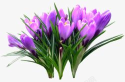 一束紫色花朵装饰素材