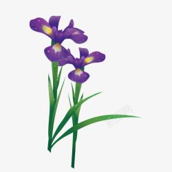 两束花朵紫草素材