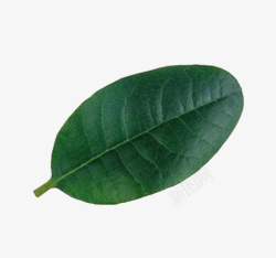 一片绿色树叶16素材