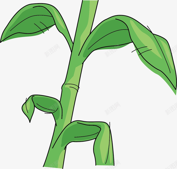 玉米秸秆png免抠素材_新图网 https://ixintu.com 卡通 叶子 庄稼 手绘 玉米 秸秆 简图 绿色