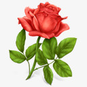 玫瑰花Gifticons图标图标