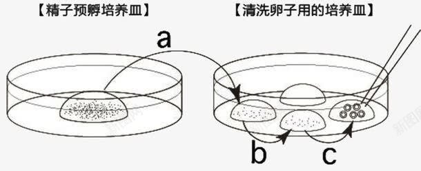 胚胎培养皿png免抠素材_新图网 https://ixintu.com 器具 培养皿 干细胞培养 科学研究 精子 细胞培养皿 胚胎